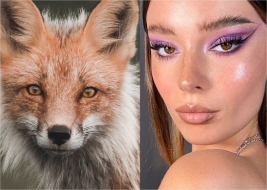 fox eyes yeux du renard